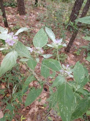 Pycnanthemum