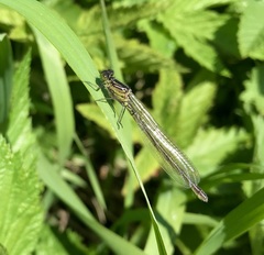 Erythromma najas