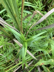 Dulichium arundinaceum