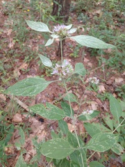 Pycnanthemum