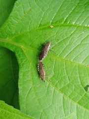 Catorhintha apicalis