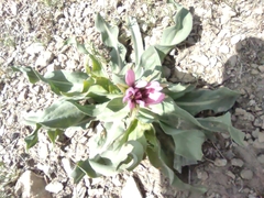 Tragopogon marginifolius