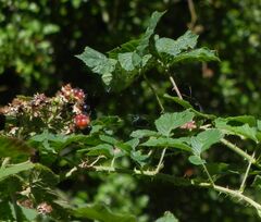 Rubus fruticosus