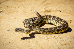 Crotalus oreganus helleri