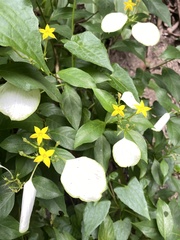 Mussaenda formosanum