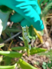 Spiranthes romanzoffiana