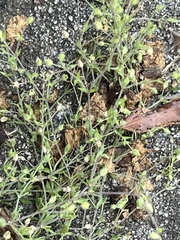 Arenaria