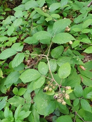 Rubus hirtus