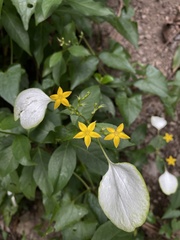 Mussaenda formosanum