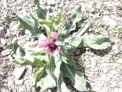 Tragopogon marginifolius