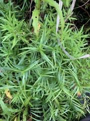 Dulichium arundinaceum