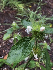 Galeopsis