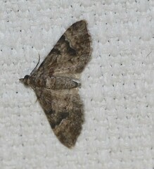 Mnesiloba eupitheciata