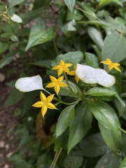 Mussaenda formosanum
