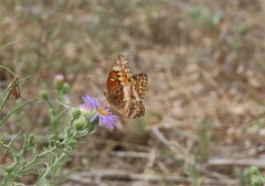 Euptoieta claudia