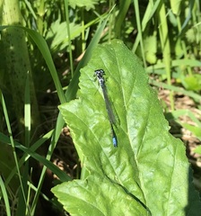 Coenagrion pulchellum