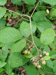 Rubus hirtus