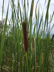 Typha angustifolia