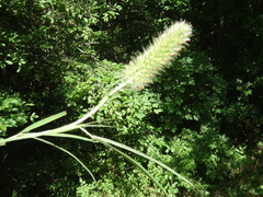 Trifolium angustifolium