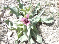 Tragopogon marginifolius