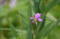 Desmodium canadense