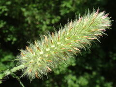 Trifolium angustifolium