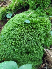 Plagiothecium nemorale