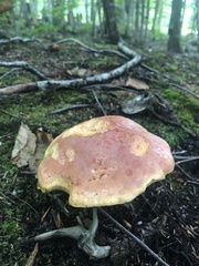 Baorangia bicolor