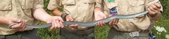 Coluber constrictor foxii
