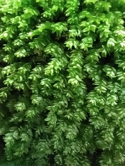 Plagiothecium nemorale