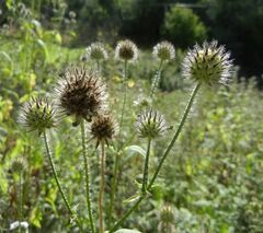 Dipsacus pilosus