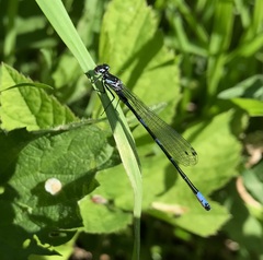 Coenagrion pulchellum