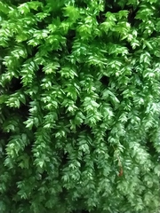 Plagiothecium nemorale