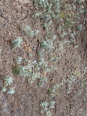 Artemisia ludoviciana