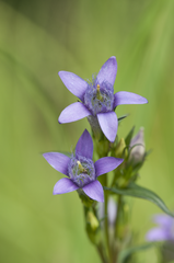 Gentianella austriaca