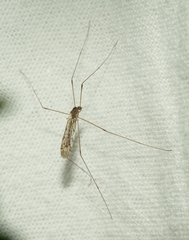 Rhipidia maculata