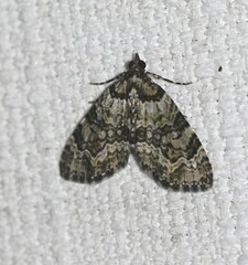 Heterochasta lasioplaca