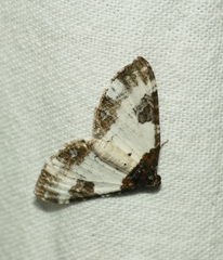Melanthia procellata