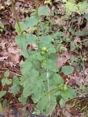 Helianthus atrorubens