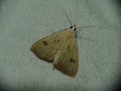 Rivula sericealis
