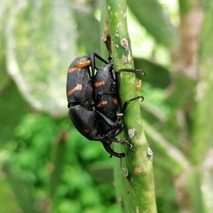 Cactophagus spinolae