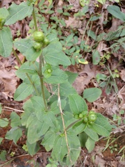Helianthus atrorubens