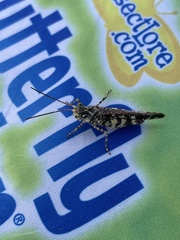 Spharagemon marmorata