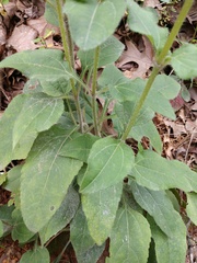Helianthus atrorubens
