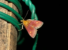 Pyrausta aurata