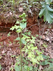 Helianthus atrorubens