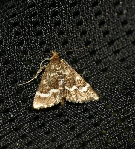 Pyrausta nigrata