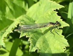 Erythromma najas