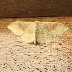 Idaea degeneraria