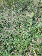 Desmodium paniculatum